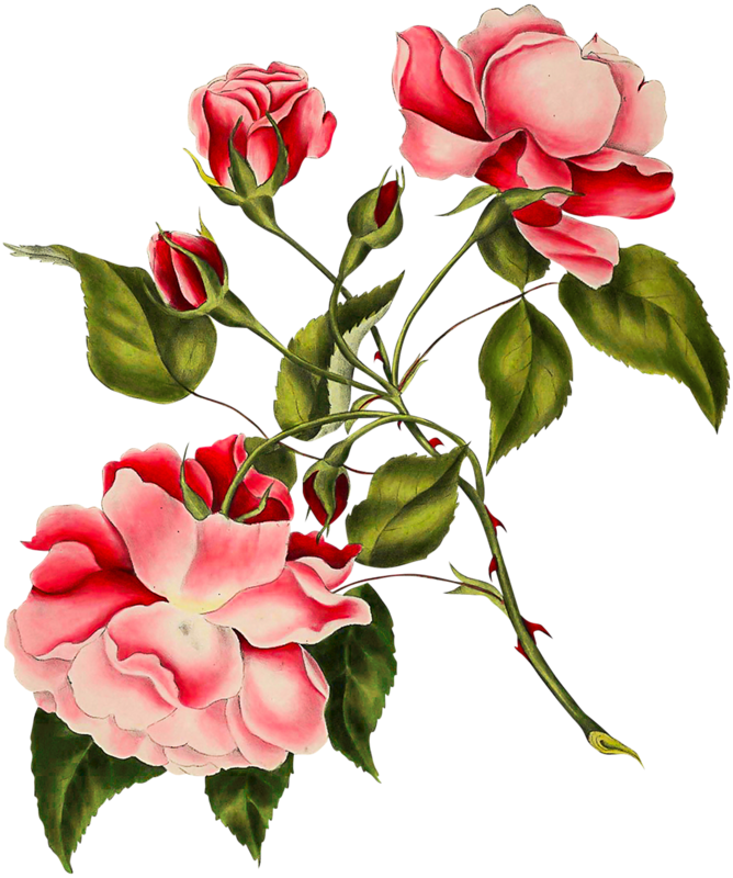 Digital Scrapbooking, Vintage Roses, Decoupage, Adhesive, - Lperrydesigns Vintage Pink Floral And Butterfly Cuff (668x800)