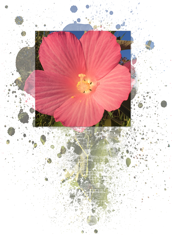 Bust Out Of Bounds Mask Trick - Garden Cosmos (600x820)