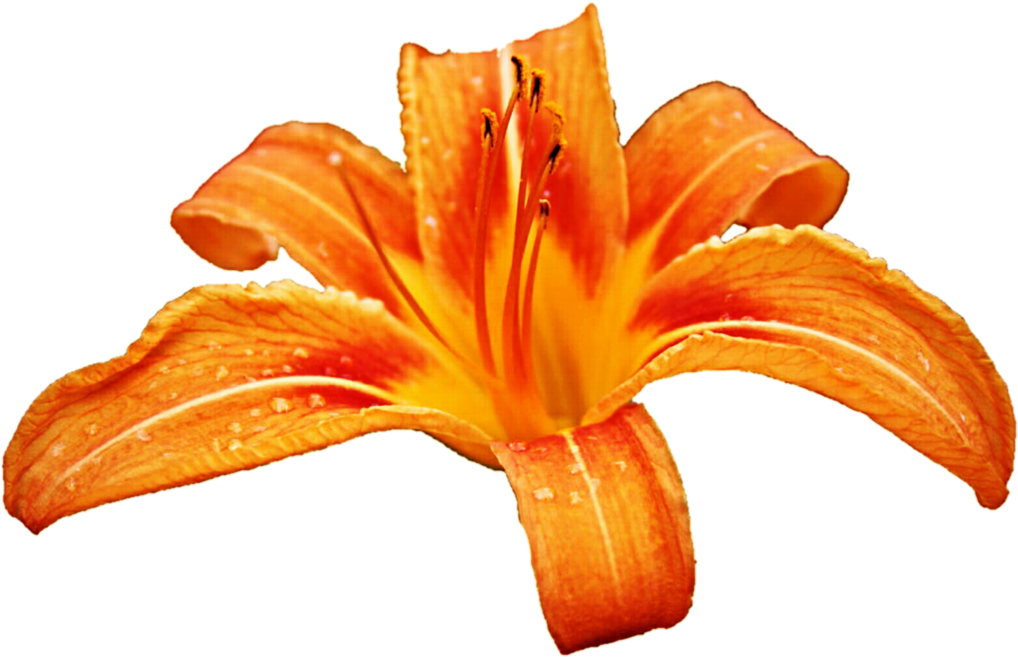 Orange Lily Clipart - Clip Art (1024x668)