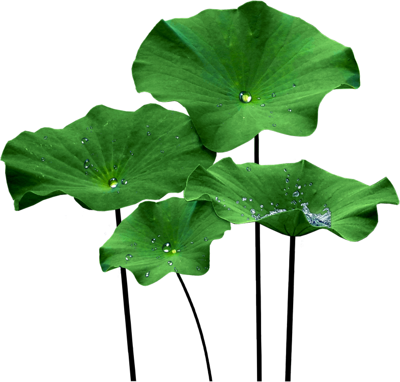 Vase Clip Art Download - Lotus Flower Leaf Png (786x750)