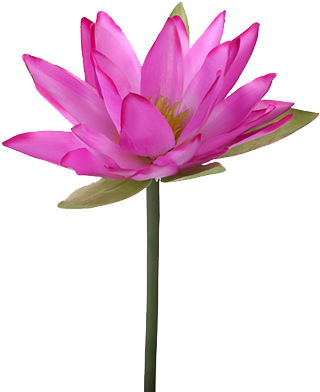 Nelumbo Nucifera Water Lily Flower Lilium Plant Stem - Portable Network Graphics (500x500)