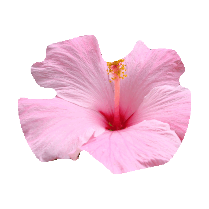 Flowers Sticker By Imoji - Transparent Animated Gif Hawaiian (600x484)