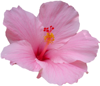 Pink Transparent Hibiscus - Hibiscus Flower Transparent Background (500x375)