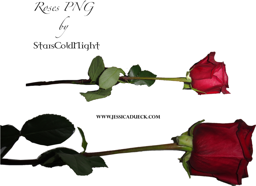 Rose Png By Starscoldnight By Starscoldnight - Rose Png (1024x771)