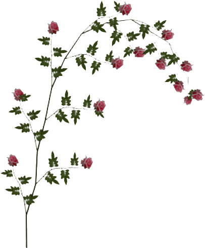 Rose Vine Png (500x500)