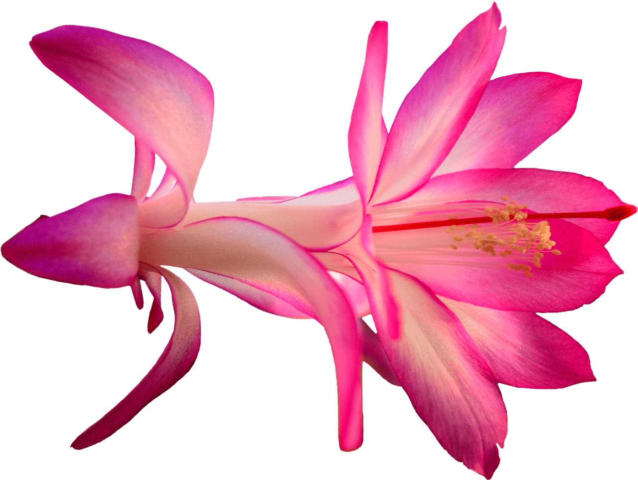 Download - Cactus Flower Png (1280x963)