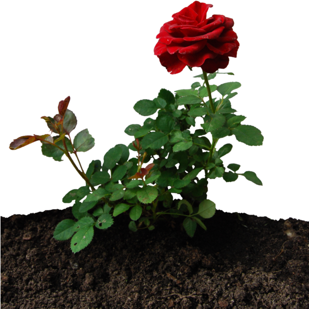 Little Rose By Eirian-stock - Little Rose Plant (600x774)