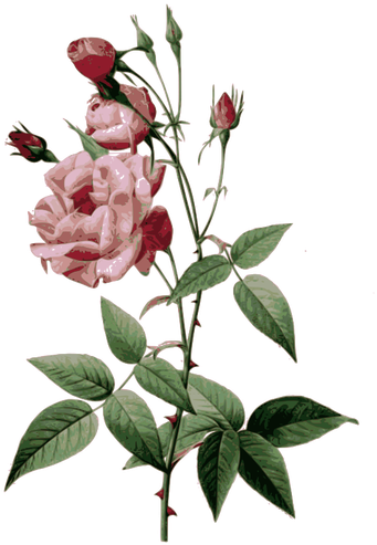 Thorny Roses - Pierre Joseph Redoute Roses Vulgaris (348x500)