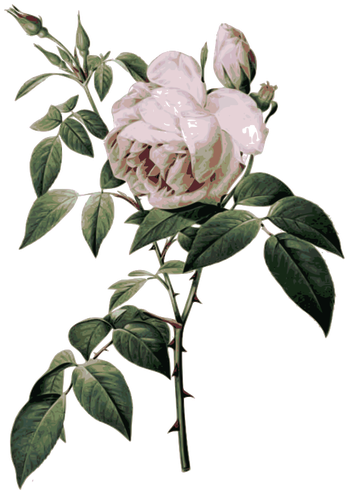 Roses With Thorns - Rose Botanical Illustration (355x500)