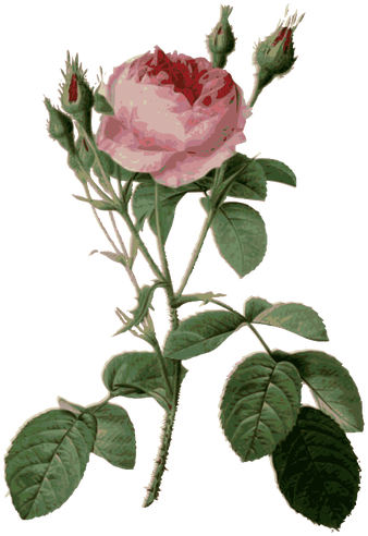Thorny Roses And Rosebuds - Garden Roses Botanical Illustration (346x500)