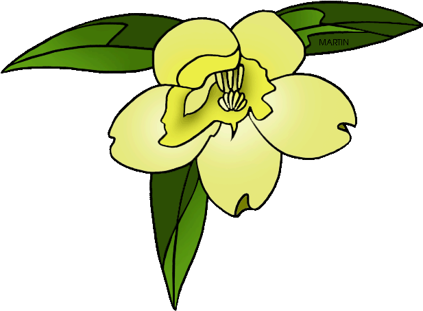 South Carolina State Flower - South Carolina State Flower (648x534)