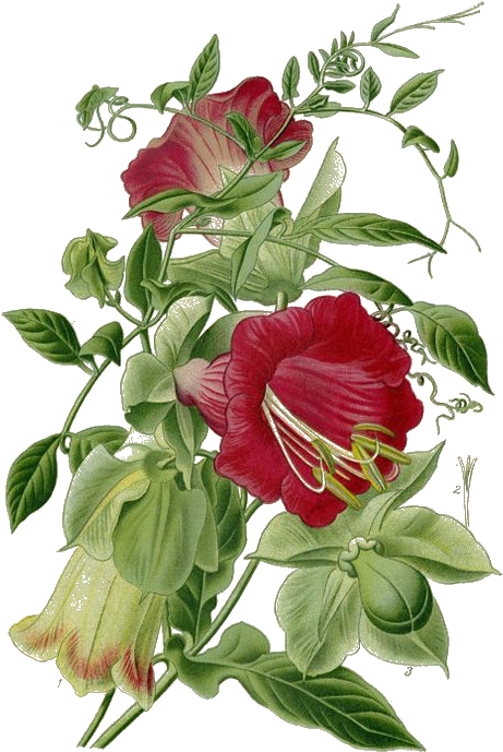 The Vivid And Thorny Dragon Rose Is Admired For Its - Botanischer Garten-blumen-blumenmitteilungs-brett Trockenlöschtafel (470x705)