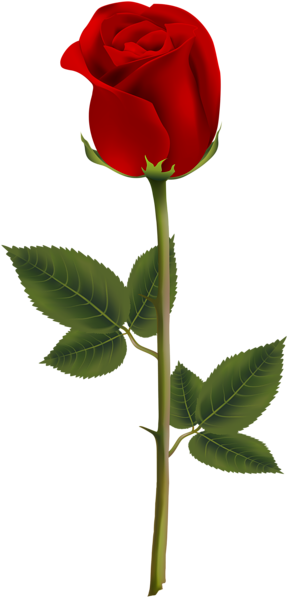 Red Rose Transparent Png Image - Rose Transparent (305x600)