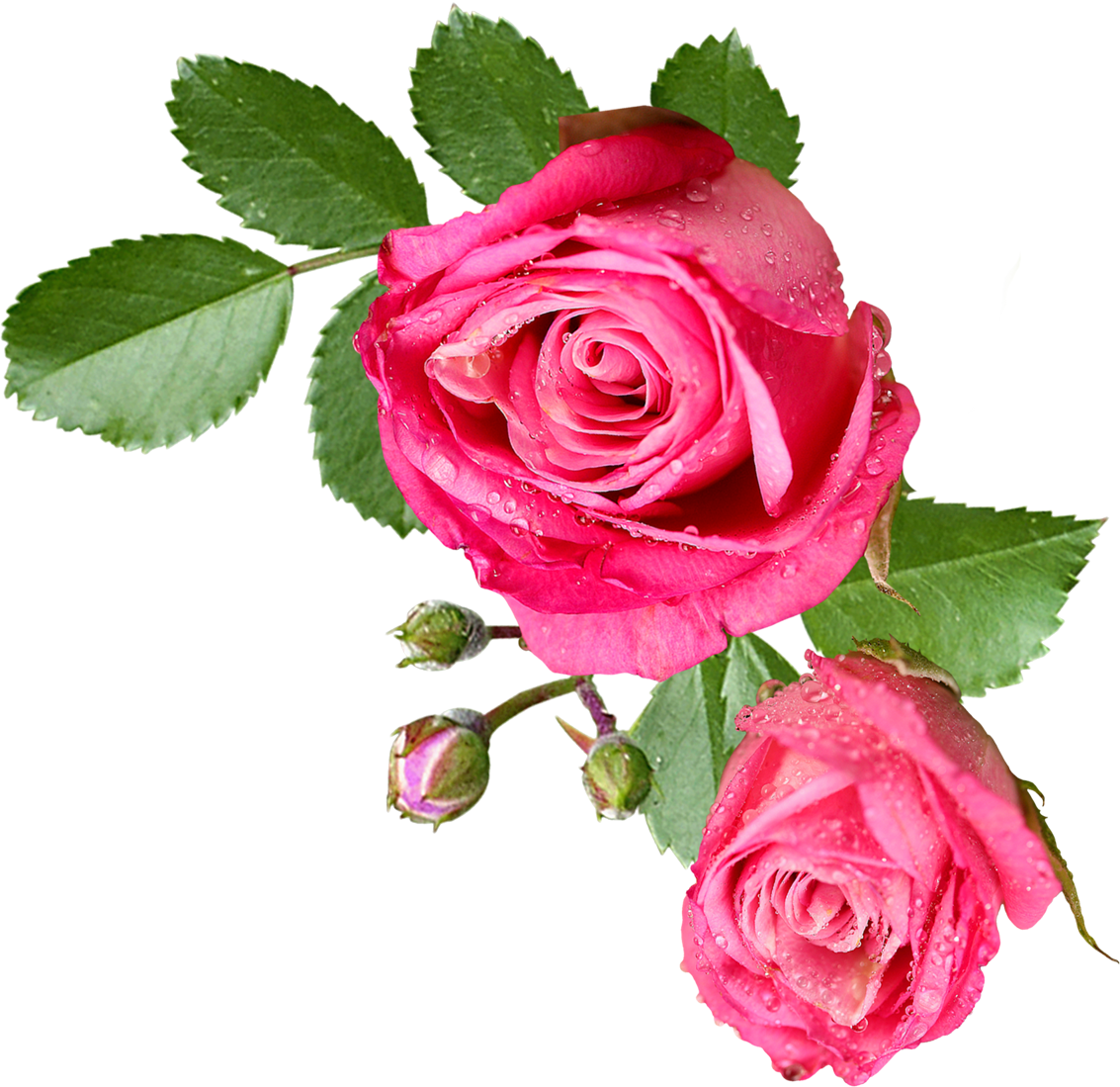 Pink Rose With Leaf - Flores Sin Fondo Png (1133x1099)
