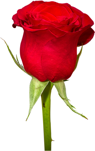 Rose Flower Png Image Photo Png Images - Flowers Images Png (400x547)