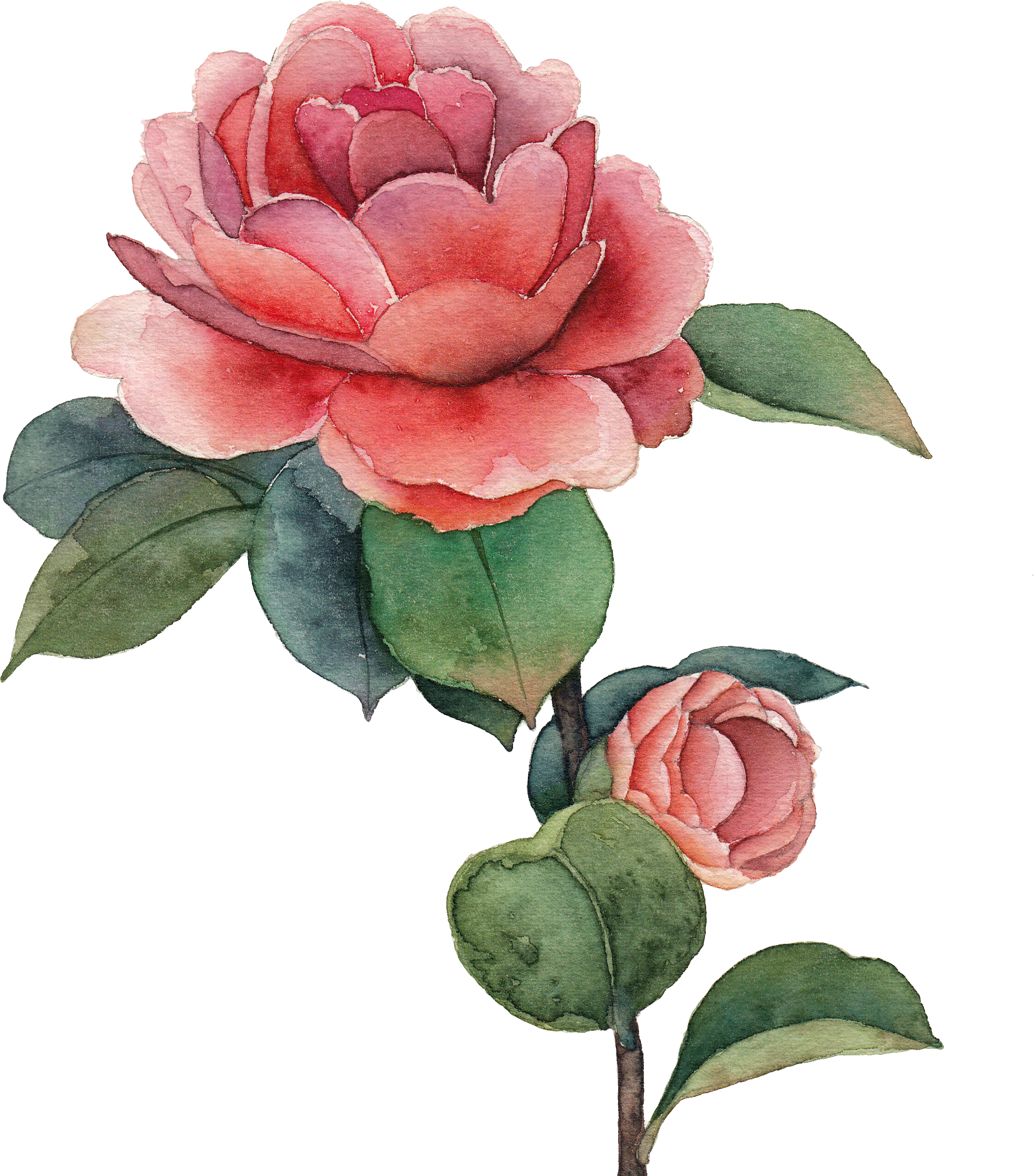 Watercolor Painting Drawing Centifolia Roses - Marsala Flor Em Aquarela (2490x3320)