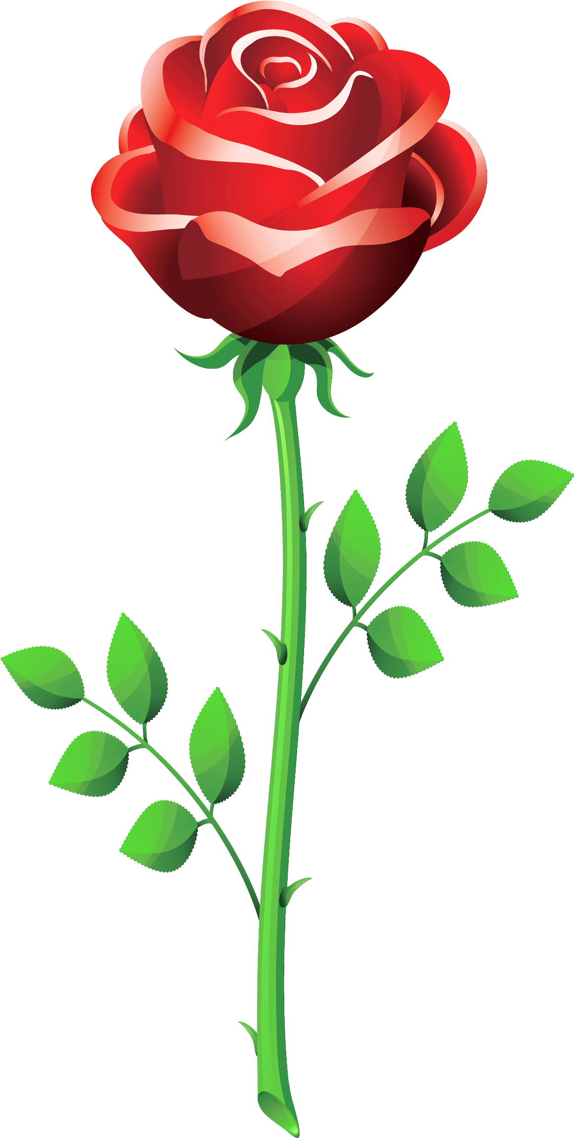 Valentine Rose Clipart - Rose Clip Art Png (1223x2395)
