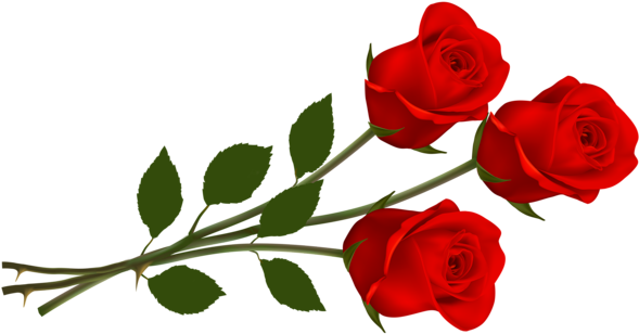 Red Flower Clipart Rose Pencil And Color Red Valentines - Red Roses Png (600x336)