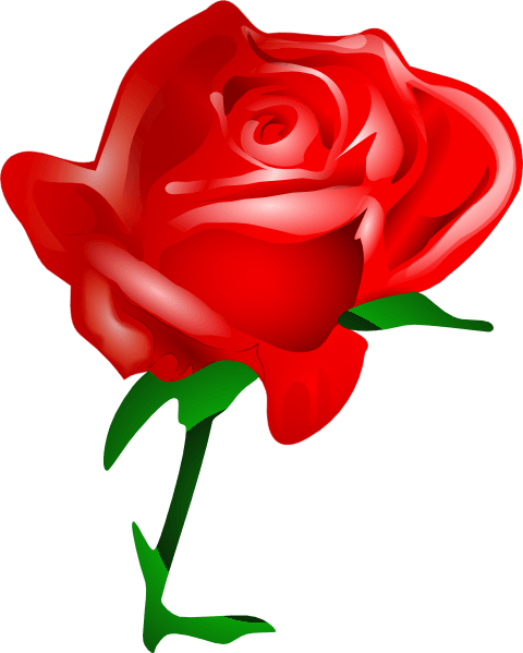 Valentines Day Roses Clipart - Valentines Day Roses Clipart (480x599)