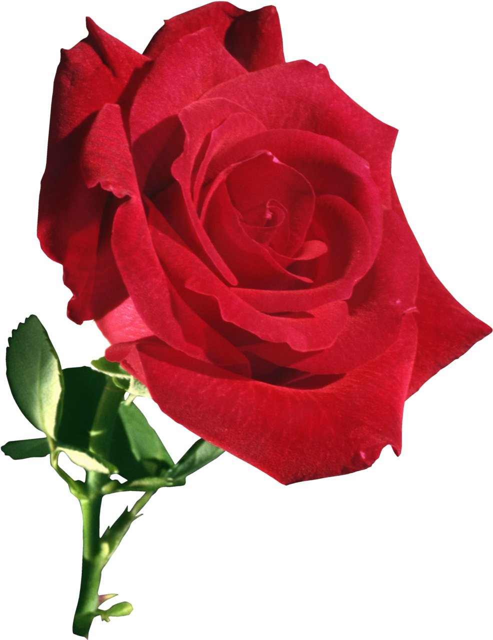 Garden Roses Flower Rose Garden - Flower (993x1280)