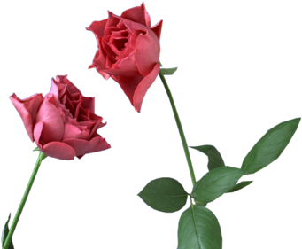 Pink Rose Png Pink Roses - P. Dice / Bad Girlz (feat. Fetty Wap (400x300)