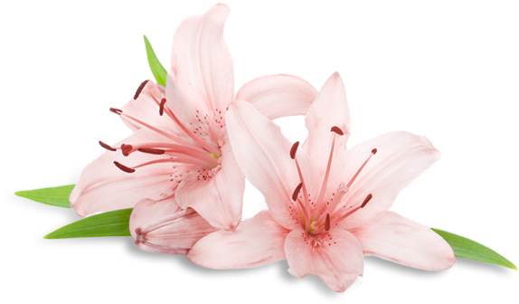Welcome To - Transparent Spa Flowers Png (605x365)