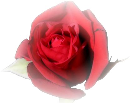 Blend-rose - Moeder Dag (440x330)