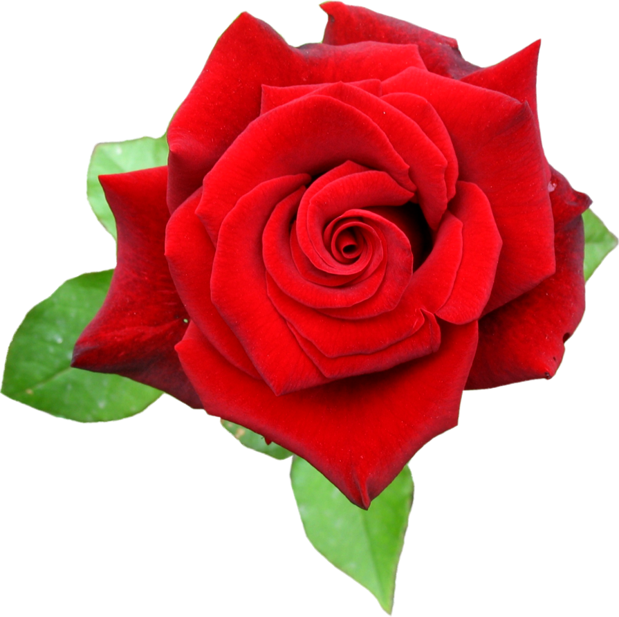 Red Rose "กุหลาบ" นั้นมาจากคำว่า "คุล" ที่ในภาษาเปอร์เซียแปลว่า - Rose Red Png (895x892)