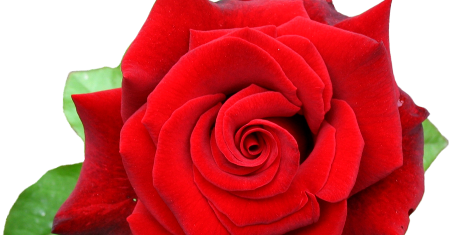 Tulasi Incense Cones - 15 Cones (red Rose) (895x470)