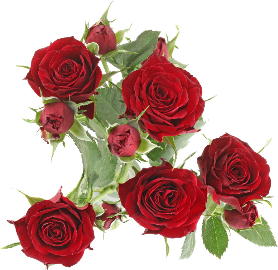 Dynasty Sensationavailable Stem Size - Rose (1024x1024)