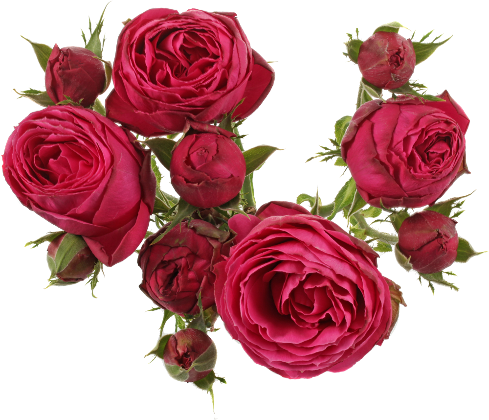 Hot Pink Laceavailable Stem Size - Rose (1024x1024)