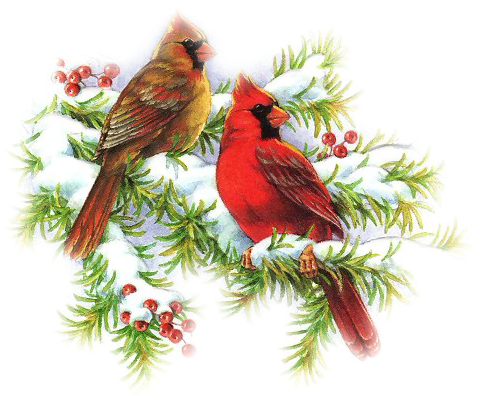 Cardinal Clipart Snowy Branch - Christmas Day (481x403)