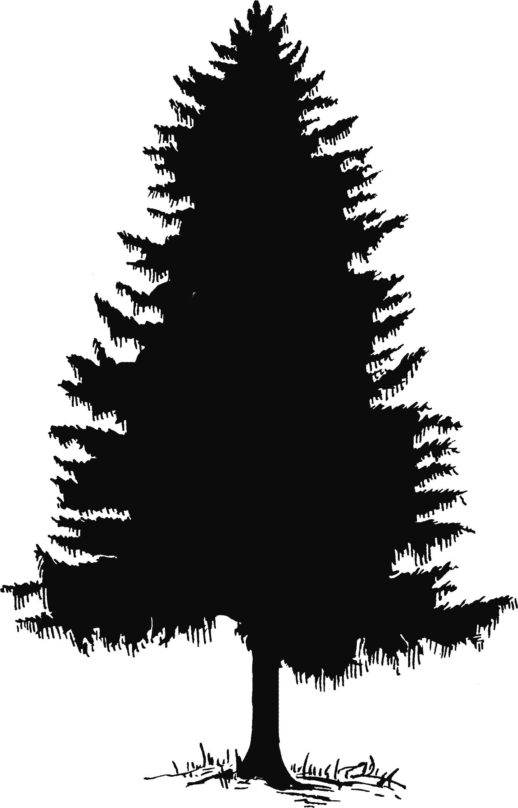 Pine Tree Silhouette Png (1668x2601)