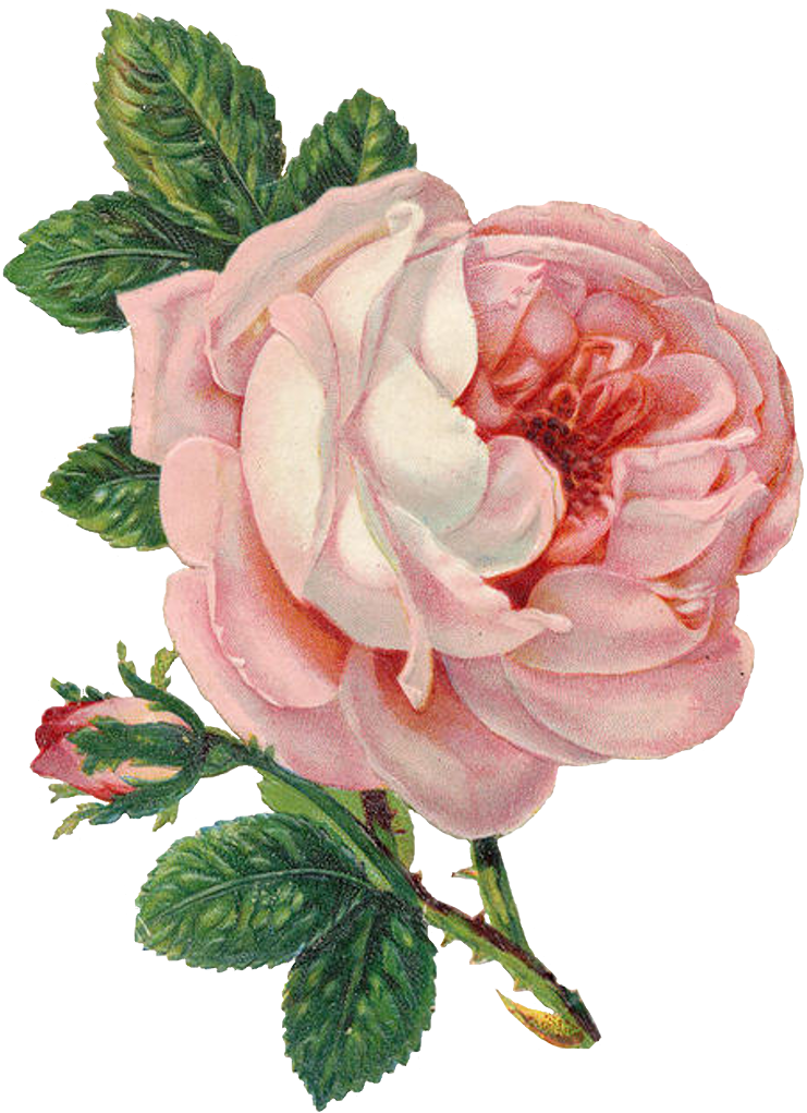 Old Marriage License Pink Rose Lilac N Lavender - Vintage Pink Rose (773x1046)