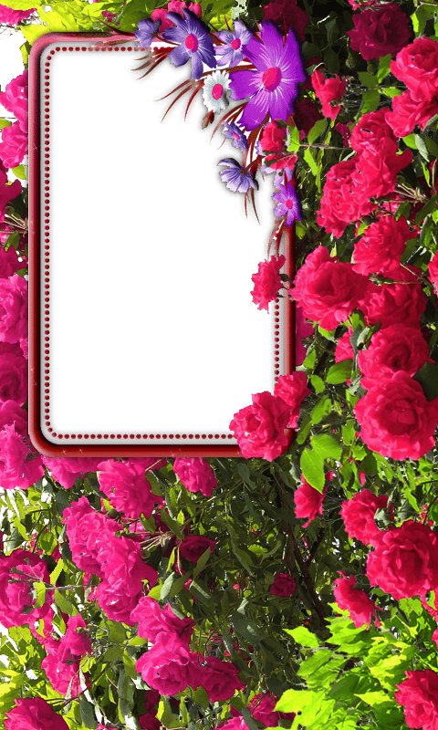 Rose Flower Frames Free Of Android Version M 1mobile - Rose Flower Photo Frame (480x800)