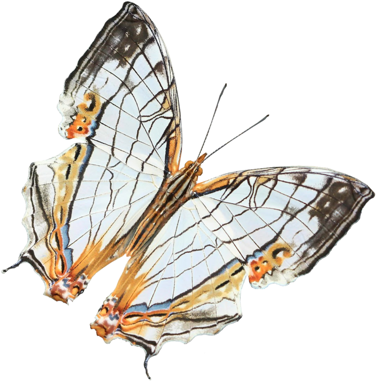 Orange Black White Butterfly 701 Psd By Xybutterfly - Monarch Butterfly (894x894)