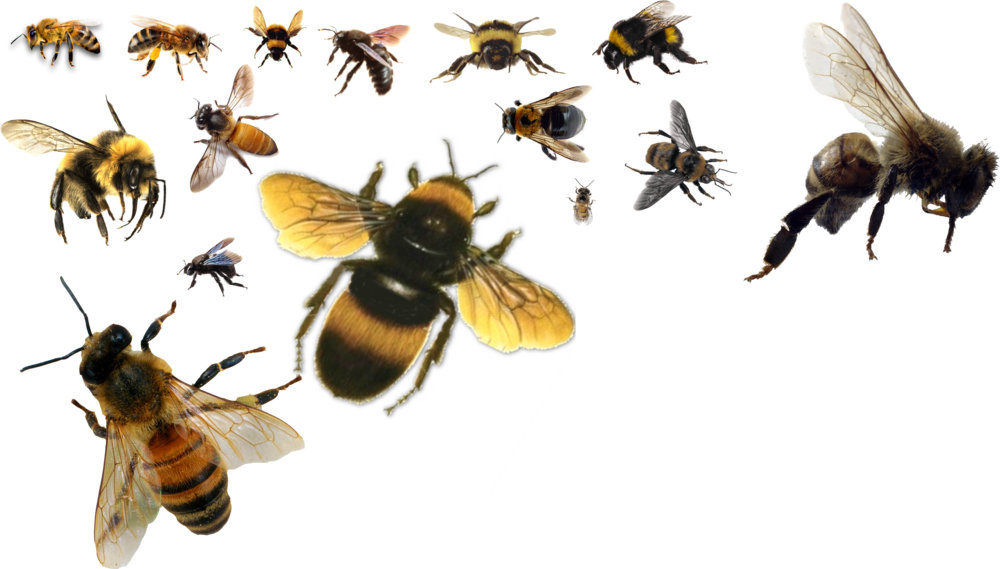 Share This Image - Life Cycle Of A Bee (1000x569)