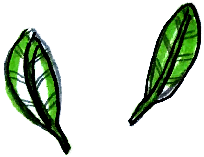 Basil - Illustration (418x322)