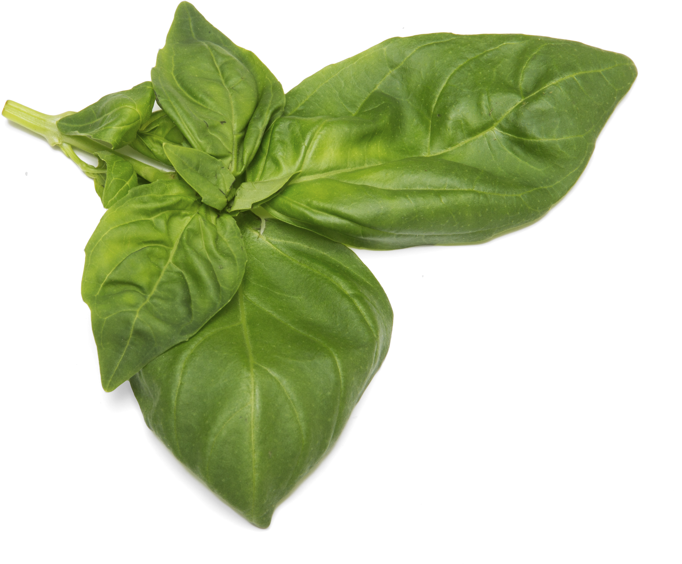 Basil - More At - Https - //www - Myollie - Com/our - Thai Basil (5760x3840)
