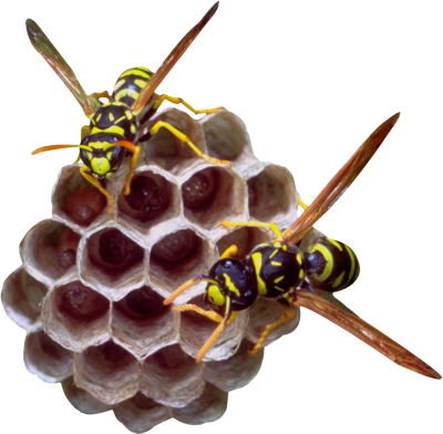 50 Useful Icons For Your Next Design Free Sets - English Meaning Of Wasp (400x392)