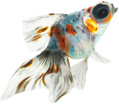 Fish Dinner Psd Official Psds Psd Detail Fish Official - Fish (400x349)