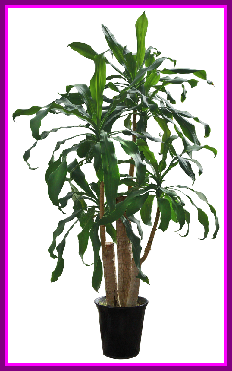 Coconut Leaf Coconut Leaf Transparent Shocking Psd - Christian Premium Fabric Sectional (770x1230)