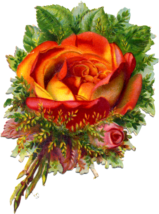 Beautiful Tropicana Rose Victorian Scrap Free Png Image - Garden Roses (526x700)