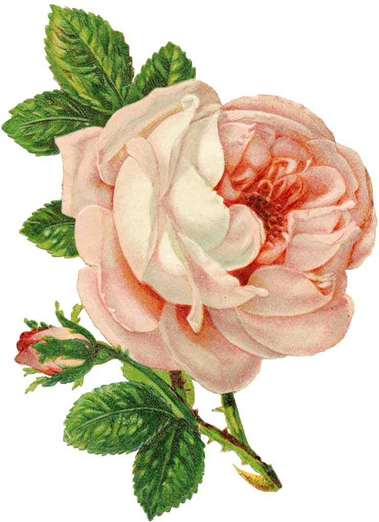 I Love How Flowers Have The Ability To - Vintage Flowers Transparent Background (773x1046)
