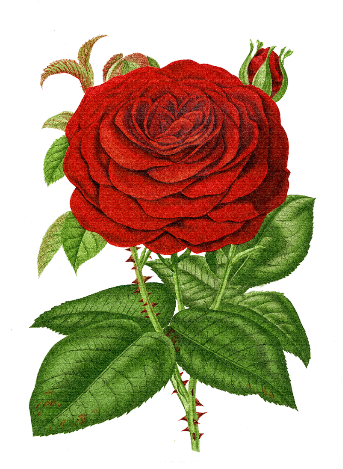 Vintage Rose - Vintage Rose Transparent (349x473)