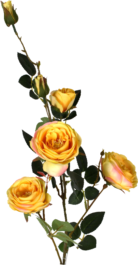 Yellow Austin Rose Spray 33in - Rose (508x927)