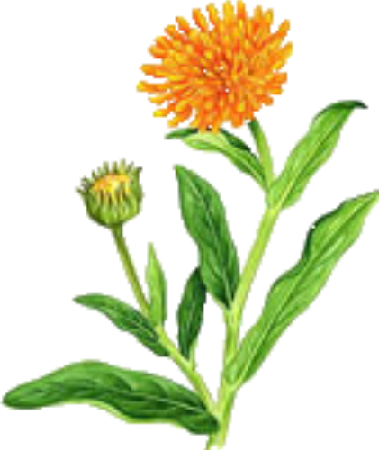 Flower Garden Clip Art - Marigold Flower Clip Art Png (421x500)