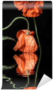 Fototapeta Mák A Zrcadlení Efekt Vodní Hladiny • Pixers® - Water (400x400)