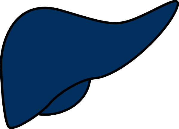 Liver Clip Art Blue (600x434)