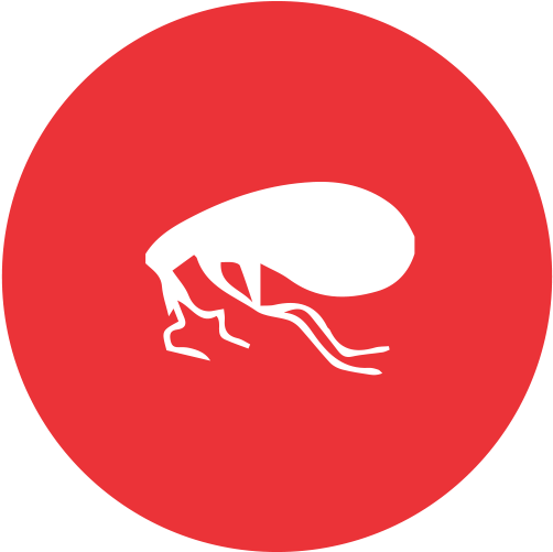 Fleas - Business Plan (550x500)